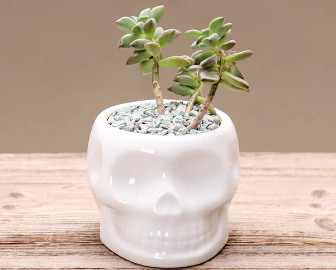 Halloween-themed Decor Skull Succulent Planter