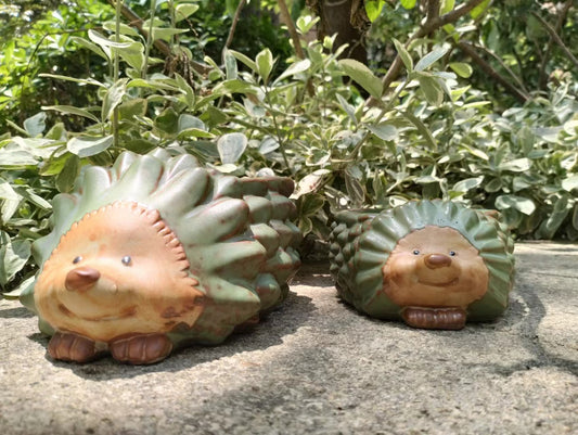 Hedgehog Succulent small Ceramic pot