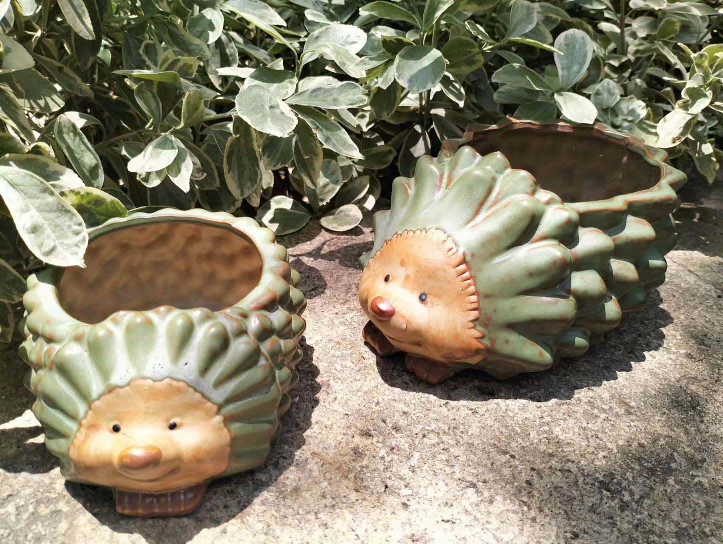 Hedgehog Succulent small Ceramic pot